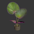 Green Fan Shaped Leaf Potted Plant In Light Colored Ceramic Pot 3d model