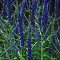 Elegant Veronica Longifolia Garden Accent with Purple Flower Spikes and Green Foliage for Garden Decoration