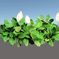 Lush Green Leafy Plants With White Flowers And Vibrant Foliage For Indoor Decor