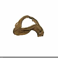 Shark Jaw Fossil With Sharp Teeth On Display In Museum Setting