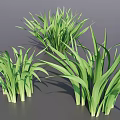 3D Rendered Green Herbaceous Plants With Long Slender Leaves In Natural Growth