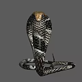 Hooded Cobra Reptile With Brown Head And Black White Patterned Body Flicking Tongue
