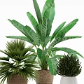 Different Green Potted Plants with Large Leaf Palm Small Shrubs in Woven White Gray Pots