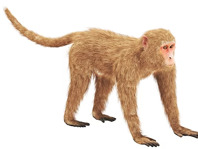 Stuffed Brown Monkey With Lifelike Fur And Tail As Realistic Plush Toy Figure 3d model