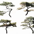 Four Artistic Curved Branch Trees With Green Foliage And Unique Shapes