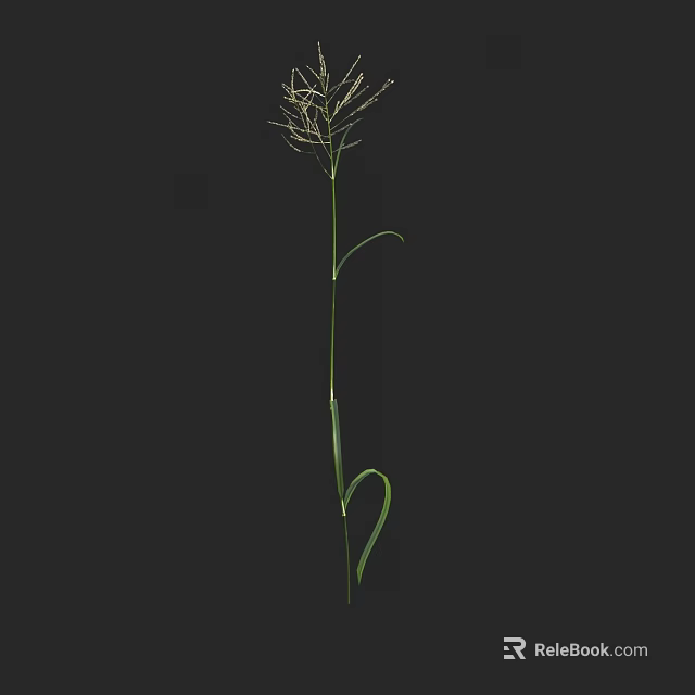 Tall Green Grass With Slender Stem Curved Leaves And Feathery Top On Dark Background 3d model 