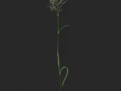 Tall Green Grass With Slender Stem Curved Leaves And Feathery Top On Dark Background 3d model
