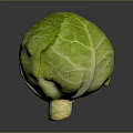 Fresh Green Cabbage with Crisp Textured Leaves on Dark Reflective Surface 3d model