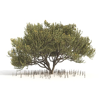 Tree Landscape Tree 3d model