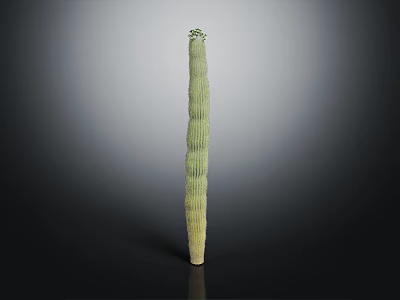 Tall Green Columnar Cactus Plant with Small Top Growth on Dark Background 3d model