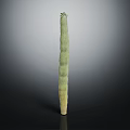 Tall Green Columnar Cactus Plant with Small Top Growth on Dark Background