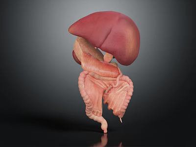 Detailed 3D Anatomical Model of Human Liver and Digestive Intestines 3d model