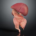 Detailed 3D Anatomical Model of Human Liver and Digestive Intestines