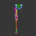 Human Lower Limb Skeleton And Muscle Anatomy Model Showing Hip Femur Tibia Structure