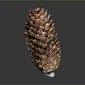 Fresh Pine Nuts In Natural Pine Cone On Black Reflective Surface 3d model