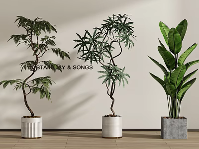 Indoor Bonsai Potted Plants Display with Ceramic and Concrete Planters Against Beige Wall 3d model