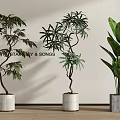 Indoor Bonsai Potted Plants Display with Ceramic and Concrete Planters Against Beige Wall