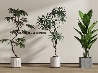 Modern Green Plant Potted Plant Combination 3d model