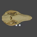 Detailed Animal Skull Anatomical Structure Featuring Natural Bone Texture And Teeth