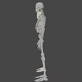 Two Standing Human Skeletons With Anatomical Details On Gray Background 3d model