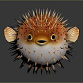 Inflated pufferfish displaying orange white coloration with sharp spines and large eyes