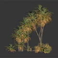 Multiple Palm Trees With Various Heights And Green Fronds Against Dark Background