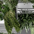 Green Plant Hanging Basket Green Rose Green Plant Wall Plant Bonsai Bonsai Bonsai Green Plant Bonsai Bonsai Bonsai 3d model