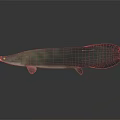 Slender Aquatic Animal with blue silver scales red tail on dark background and clear reflection