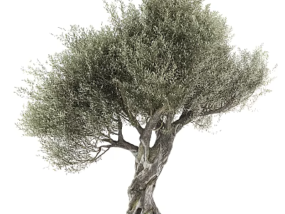 Olive Tree With Twisted Trunk And Lush Green Foliage In Natural Growth Form 3d model