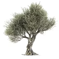 Olive Tree With Twisted Trunk And Lush Green Foliage In Natural Growth Form