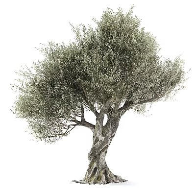 Olive Tree With Twisted Trunk And Lush Green Foliage In Natural Growth Form 3d model