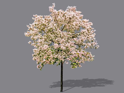 Lush Blooming Arbor With Pink Flowers Dark Trunk And Natural Shadow 3d model