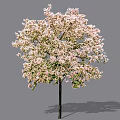 Lush Blooming Arbor With Pink Flowers Dark Trunk And Natural Shadow