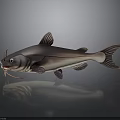 Catfish With Prominent Whiskers Streamlined Body Fins And Tail Showcasing Reflection On Dark Surface
