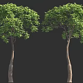 Two Leafy Trees With Lush Green Foliage And Slender Brown Trunks