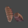 Two Pink Detailed Segmented Biological Larvae 3D Rendered On Gray Background 3d model