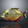 Golden Red Fish With Shiny Scales And Colorful Fins Against Gray Background With Reflection