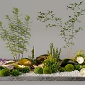 Lush Plant Combination With Ferns Small Trees Round Green Shrubs Rocks And Moon Lights