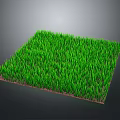 Lush Green Square Grass Turf Plant With Dense Blades And Brown Base