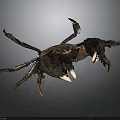 Black Crab Features Sharp Claws Fine Bristles And Segmented Legs