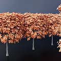 Autumn Colored Trees With Orange Red Leaves And Gray Trunks Against Dark Background