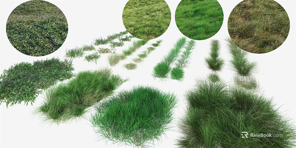 Various Green Grass Types With Different Shapes Textures And Sizes 3d model 