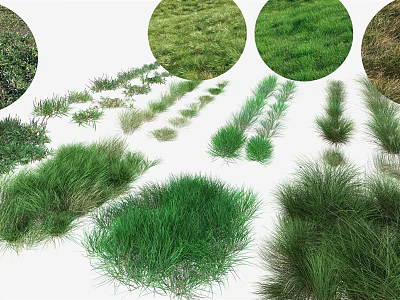 Various Green Grass Types With Different Shapes Textures And Sizes 3d model