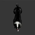 Black and White Border Collie Standing on Shiny Surface With Gray Background 3d model