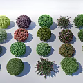 Different Types Of Colorful Round Shaped Shrubs For Garden Landscaping Design