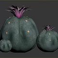 Decorative Indoor Cactus Plants With Purple Flowers Green Bodies And White Spots In Three Sizes