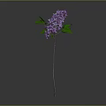 Purple Lilac Plant with Green Leaves and Slender Stem Against Gray Background