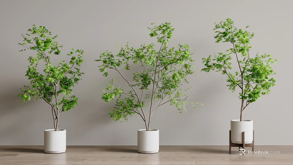 Potted Plants With Green Leaves In White Pots On Gray Wall Wooden Floor And Stand 3d model 