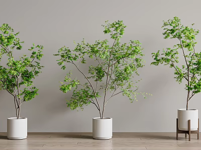 Potted Plants With Green Leaves In White Pots On Gray Wall Wooden Floor And Stand 3d model