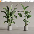 Indoor Potted Plants With Large Green Leaves In White Cylindrical Pots Modern Decor